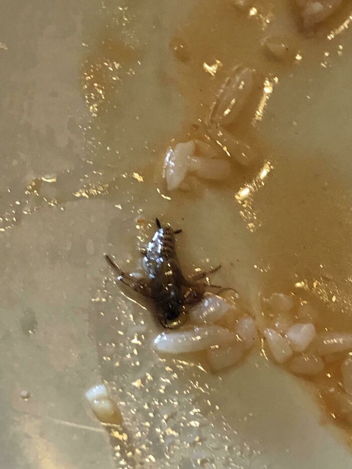 Close-up of insect and maggots in food, highlighting unholy health violations in restaurants seen by inspectors.