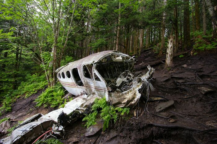 Wreckage of a small plane crash in a dense forest showing bizarre real life scene beyond fiction.