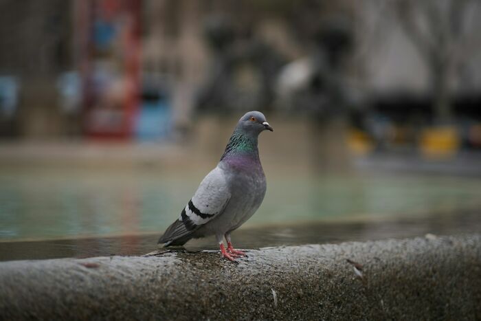 Pigeon perched on a stone edge near water, illustrating potential unholy health violations in restaurants by inspectors.