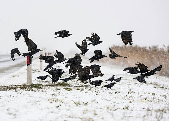 A flock of black birds taking flight over a snowy field, illustrating eerie scientific facts about animal behavior.