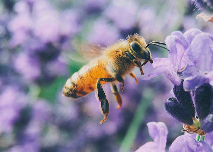 Close-up of a bee hovering near purple flowers, illustrating interesting scientific facts about nature's eerie details.