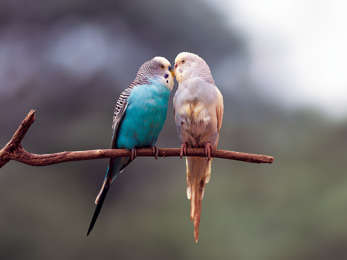 Two colorful birds perched closely on a branch, showcasing perfectly captured close-ups of animals.