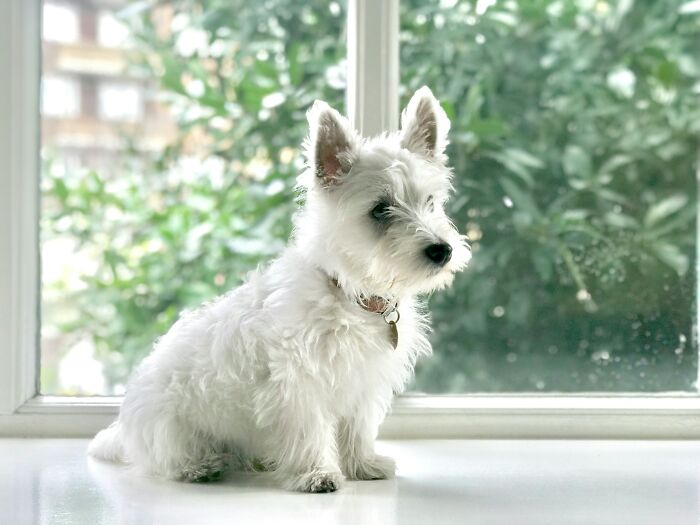 Small white dog sitting by a window with green plants outside, illustrating pet care and owner tips.