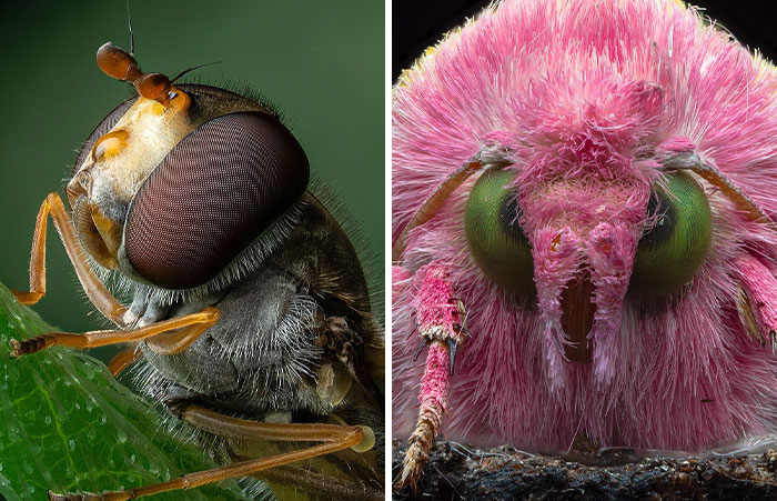 41 Close-Up Bug Photos That Reveal The Beauty Of Tiny Creatures