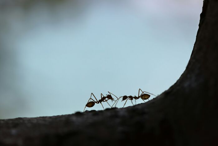 Two ants on a dark tree branch in focus, illustrating nature as netizens expose companies sabotaging their own products.