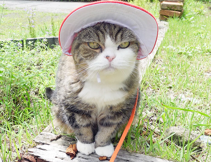 Maru the famous cat sitting outdoors wearing a white sunhat with an orange leash in the grass area