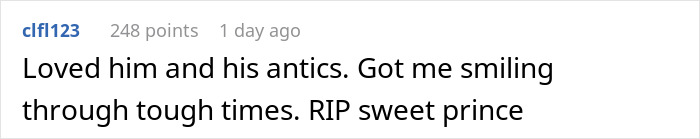 Comment expressing love and gratitude for Maru famous cat&rsquo;s antics, mourning after Maru famous cat passed away.