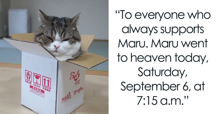 On September 6th, Maru, One Of The Most Popular Cats On YouTube, Passed Away