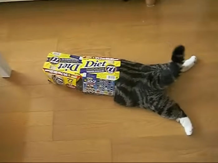 Cat Maru with a box stuck on its head, lying on a wooden floor in a playful pose.