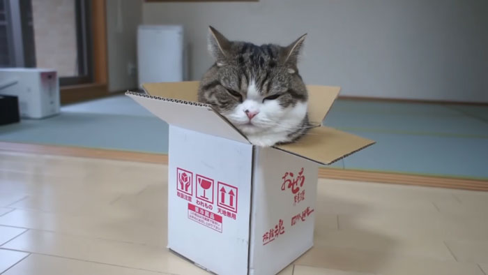 Maru the famous cat resting inside a small cardboard box on a wooden floor in a traditional Japanese room.