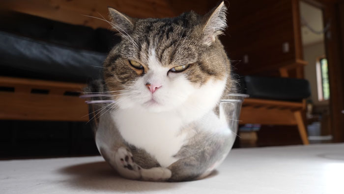 Tabby and white cat Maru sitting inside a transparent bowl, captured in a cozy indoor setting.