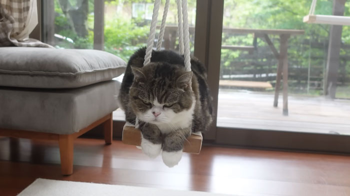 Maru the famous cat resting on a wooden swing indoors near a window with greenery outside, calm and peaceful.