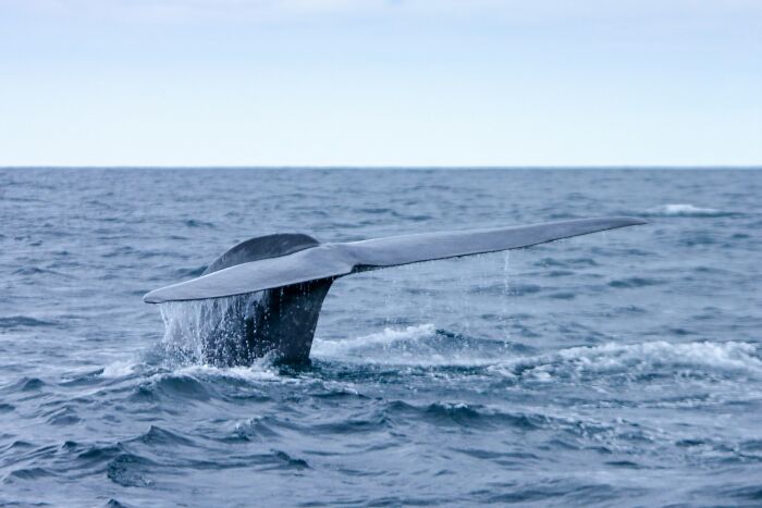 Whale tail emerging from the ocean, showcasing a real life moment more interesting and bizarre than fiction.