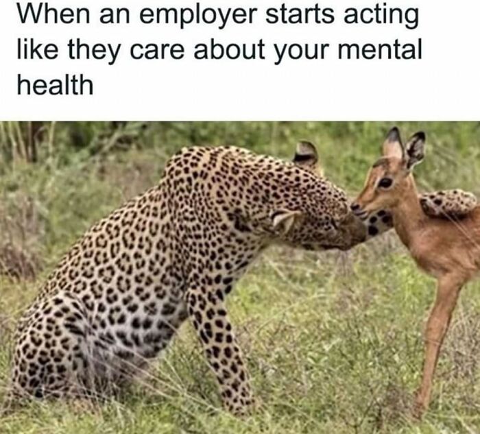 Leopard appearing to gently nuzzle an antelope with caption about employers pretending to care about mental health.
