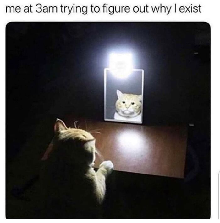 Cat looking at its reflection in a bright mirror at night, illustrating funny and comforting mental health memes humor.