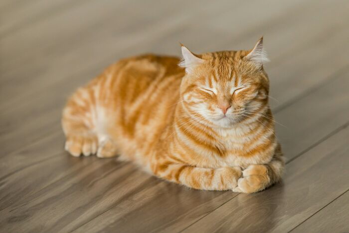 Orange tabby cat resting peacefully on wooden floor, illustrating calm before sudden event caused loss of savings.