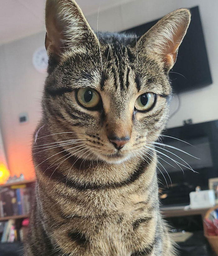 Close-up of a tabby cat with green eyes indoors, illustrating the unhinged MIL making demands over me or the cat debate.