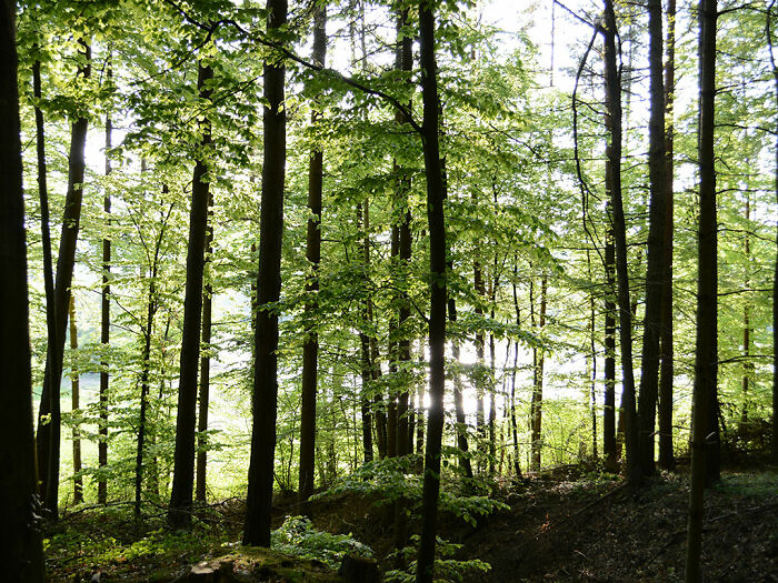 Dense green forest with sunlight filtering through tall trees, illustrating the woods where a mom of five went missing. Dense green forest with sunlight filtering through tall trees, illustrating the woods where a mom of five went missing.