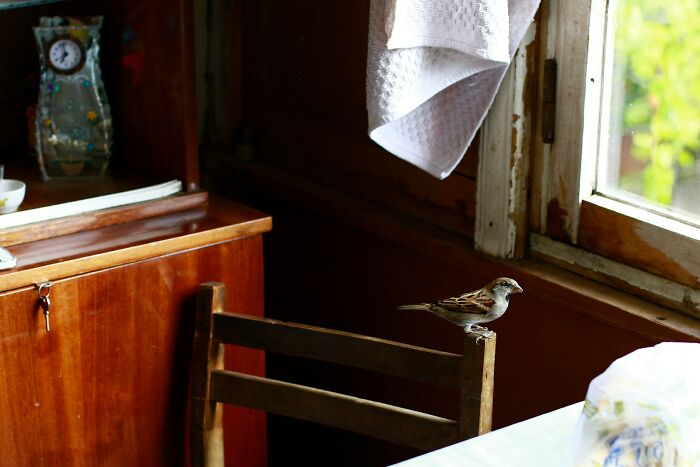 Small bird perched on the back of a wooden chair near a window inside a cozy room with vintage furniture.