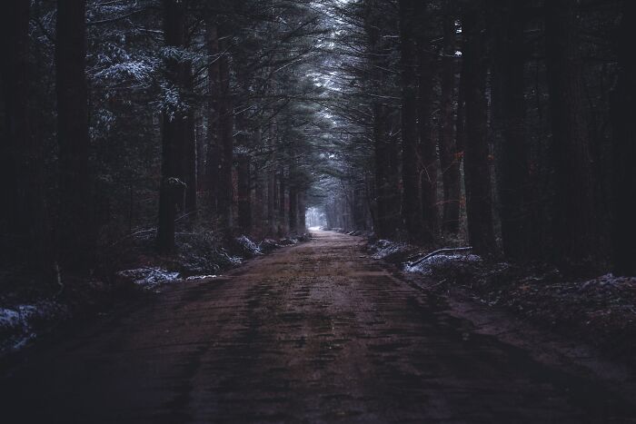 Dark forest road at dusk with tall trees on both sides, creating a creepy and scary atmosphere people saw in situations.