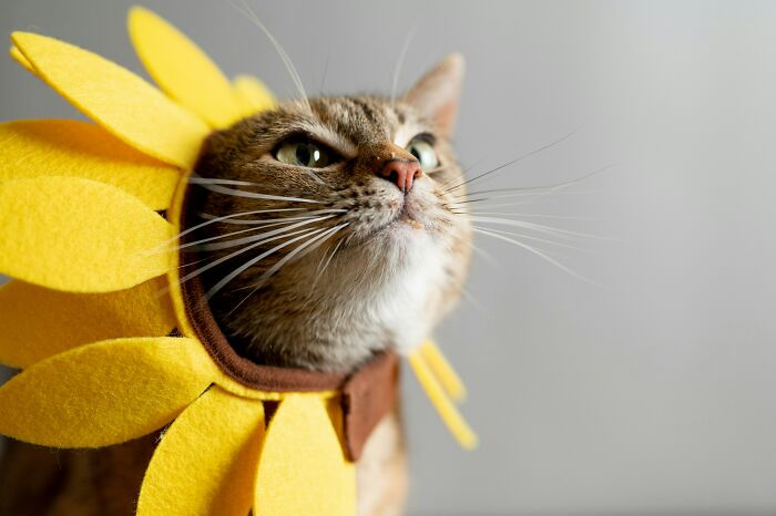 Cat wearing a yellow sunflower costume looking upwards while people share sounds extremely angry in the background.
