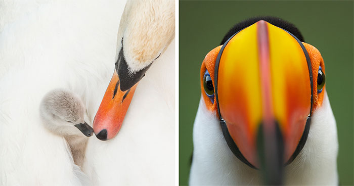 This Wildlife Photographer Captured 37 Stunning Moments In Nature