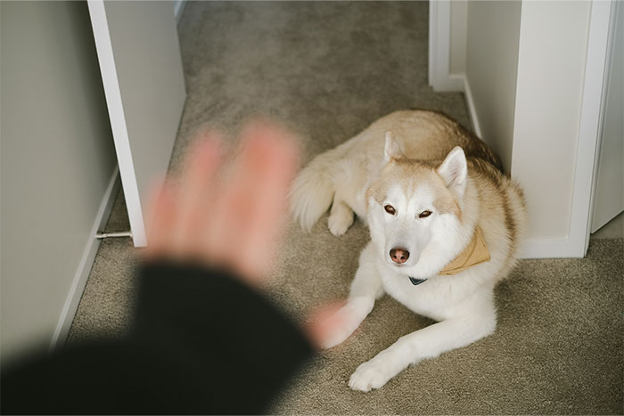 Woman teaching rude dog owners respect, shown with a dog lying on carpet while a hand gestures stop indoors.