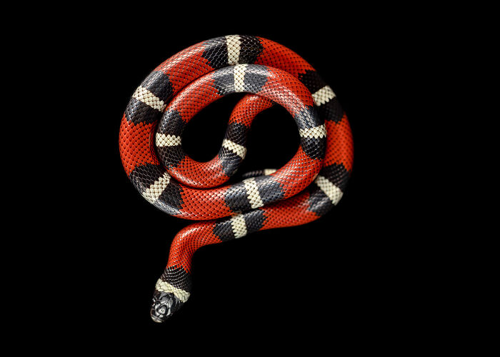 Close-up of a brightly colored red, black, and white snake coiled against a black background, showcasing animal details.