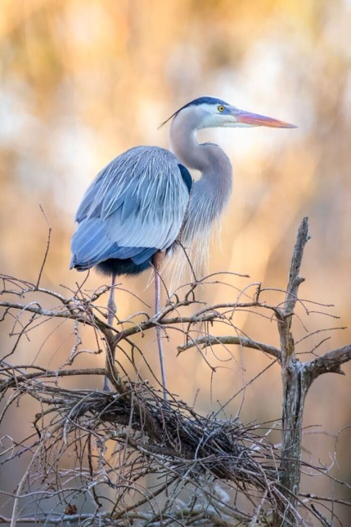 Great blue heron perched on tangled branches showcasing birds as fine art in a natural setting with soft lighting.