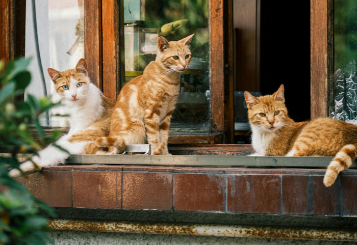 Three orange and white cats sitting on a windowsill, illustrating neutering cat owners drama and pet care concerns.