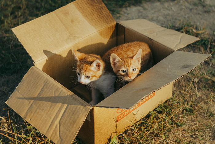 Two orange and white kittens sitting inside an open cardboard box outdoors, related to neutering cat owners drama.
