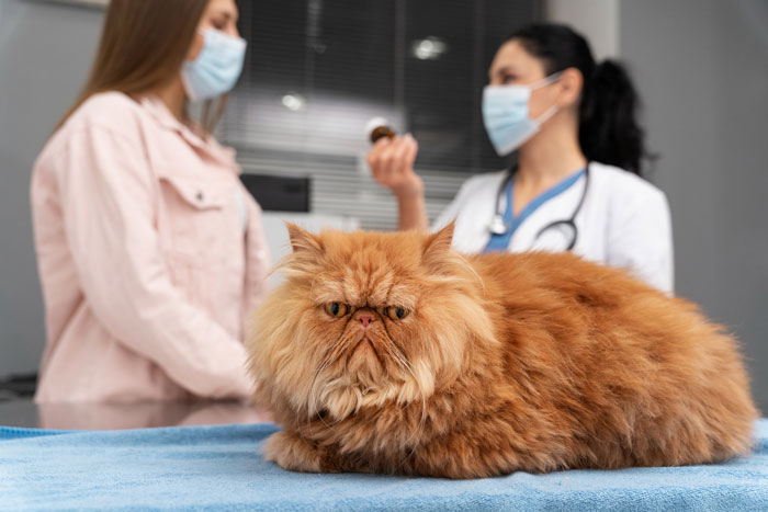 Fluffy orange cat on exam table with veterinarian and owner in background, highlighting neutering cat owners drama.