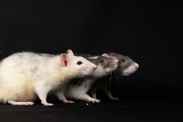 Three pet rats lined up side by side against black background, highlighting pet care and ownership tips.