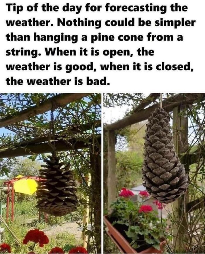 Pine cone hanging from a string used as a simple weather forecasting tool showing open and closed scales.