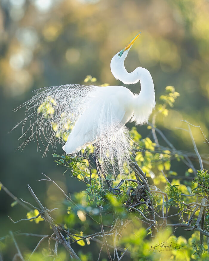 Elegant white bird perched on branches with fine art style feathers in a natural, sunlit environment.