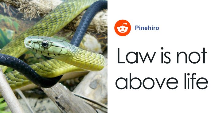 Paramedics Face Disciplinary Action For Giving Life-Saving Antivenom To Snakebite Victim