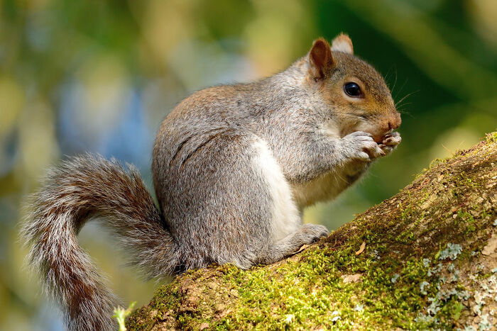 Gray squirrel sitting on mossy tree branch, holding a nut, captured in a natural outdoor setting with blurred background.