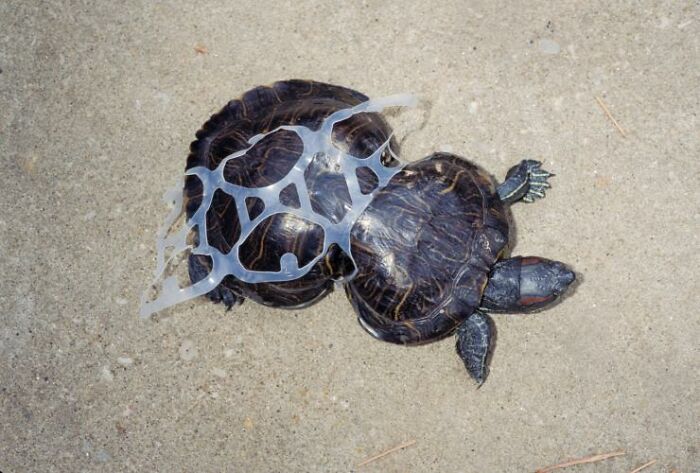 Turtle entangled in plastic trash on concrete, highlighting environmental threats to rescued turtles like Peanut. Turtle entangled in plastic trash on concrete, highlighting environmental threats to rescued turtles like Peanut.