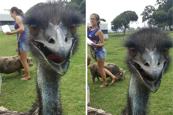 Close-up of an emu smiling with a woman and pigs in the background, a perfectly timed photo better than any Photoshop.