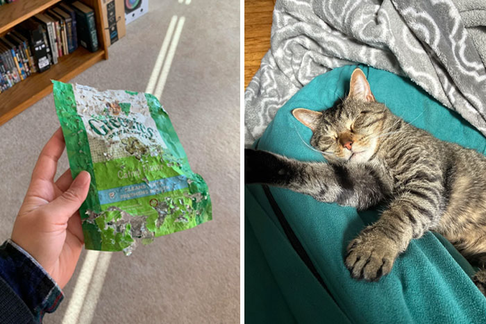 Pet owner showing destroyed cat treats packaging next to their sleeping cat caught in mischief online shame moment.