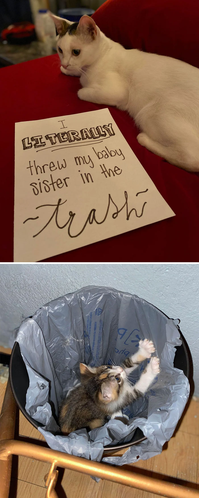 Two cats involved in pet shaming, one with a sign confessing to throwing a baby sister in the trash and another climbing inside a trash bin.