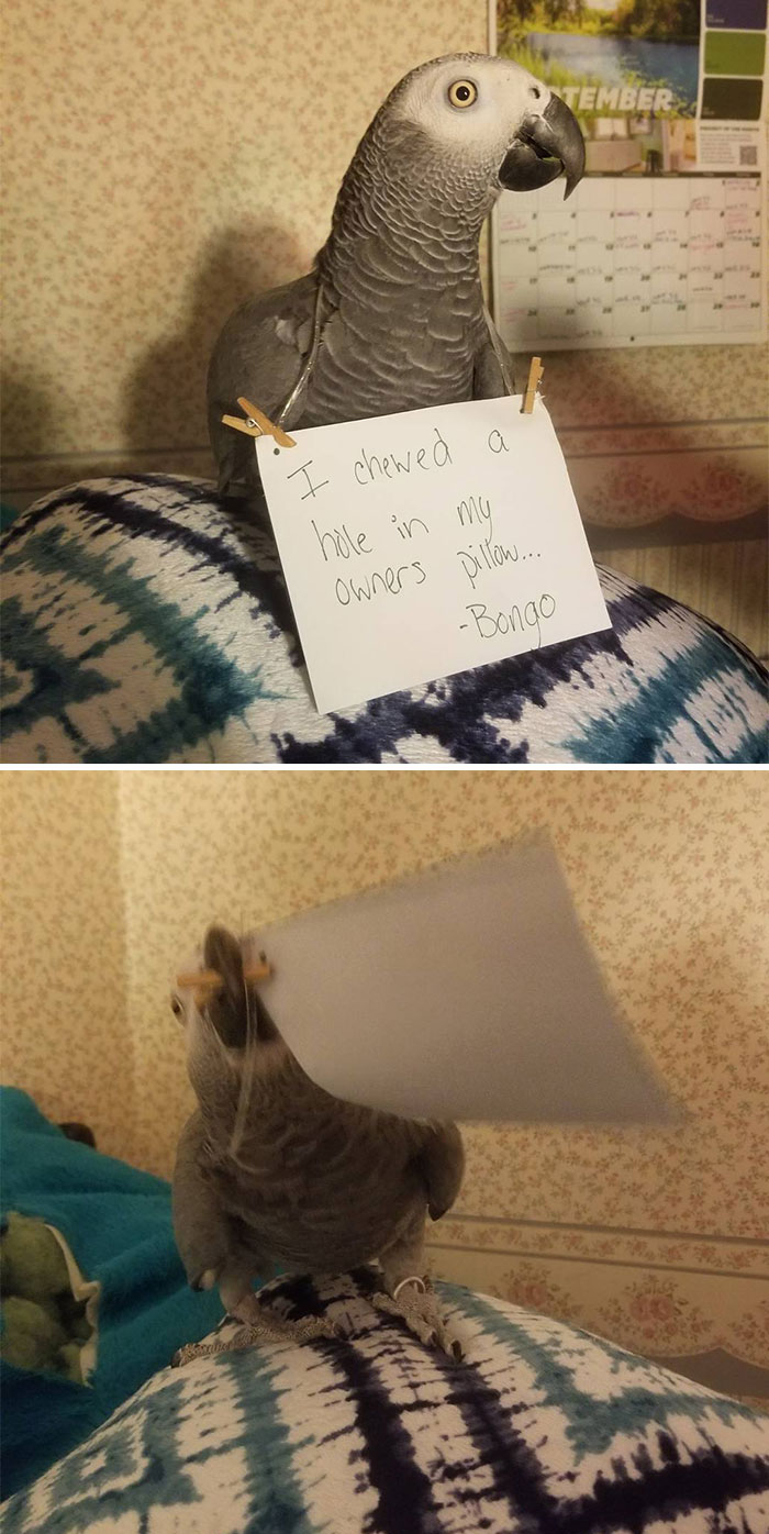 Parrot wearing a shame sign for chewing a hole in its owner’s pillow in a pet owner online shame photo.