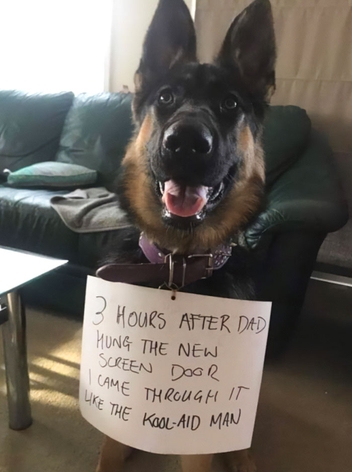 German Shepherd dog wearing a sign, playfully shamed by owner for breaking the new screen door at home.