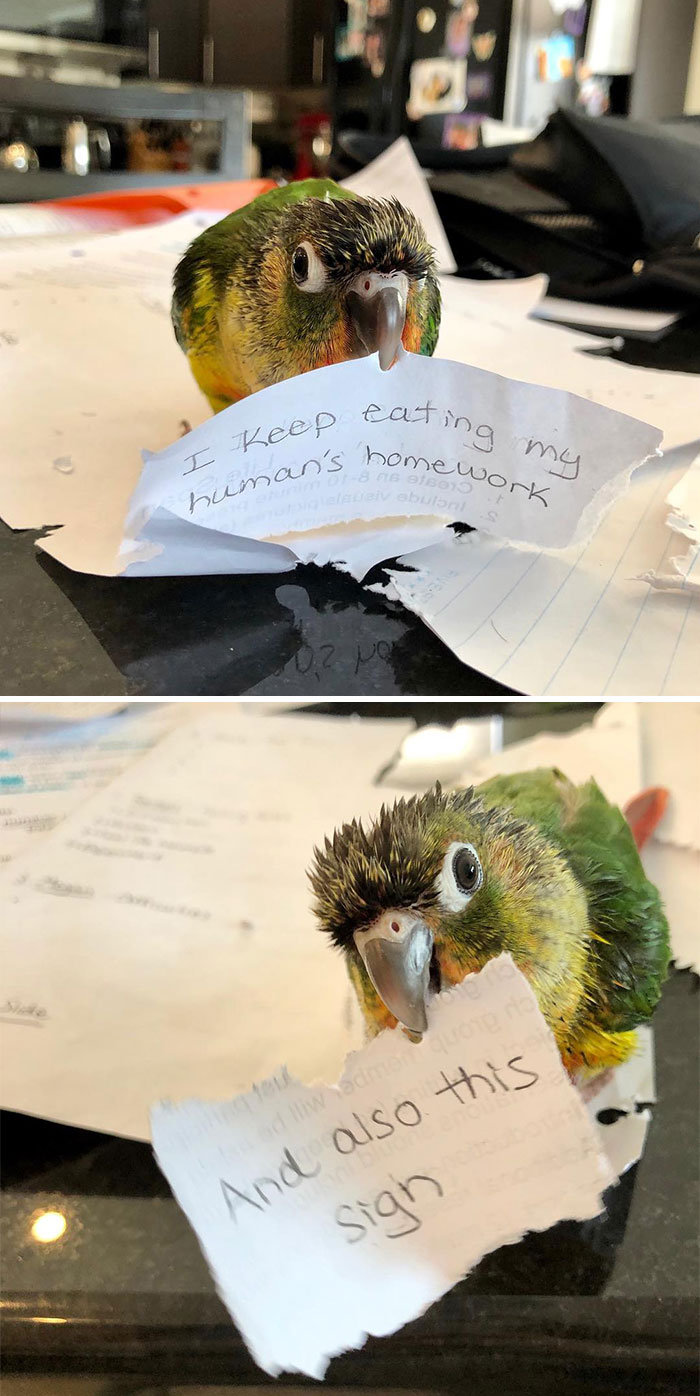 Parrot pet caught eating and tearing owner's homework, part of pets online shame by their owners series.
