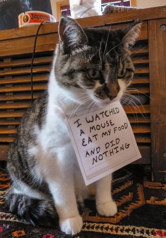 Tabby cat wearing a shame sign after owners shame their pets online for letting a mouse eat its food without action.