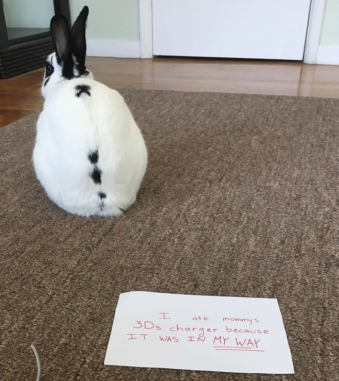 White rabbit with black spots sitting on carpet beside a pet owner shame sign about eating a charger cable.