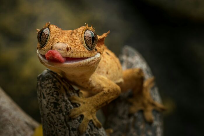 Close-up of a unique pet gecko with large eyes and textured skin, illustrating warnings about this type of pet care.