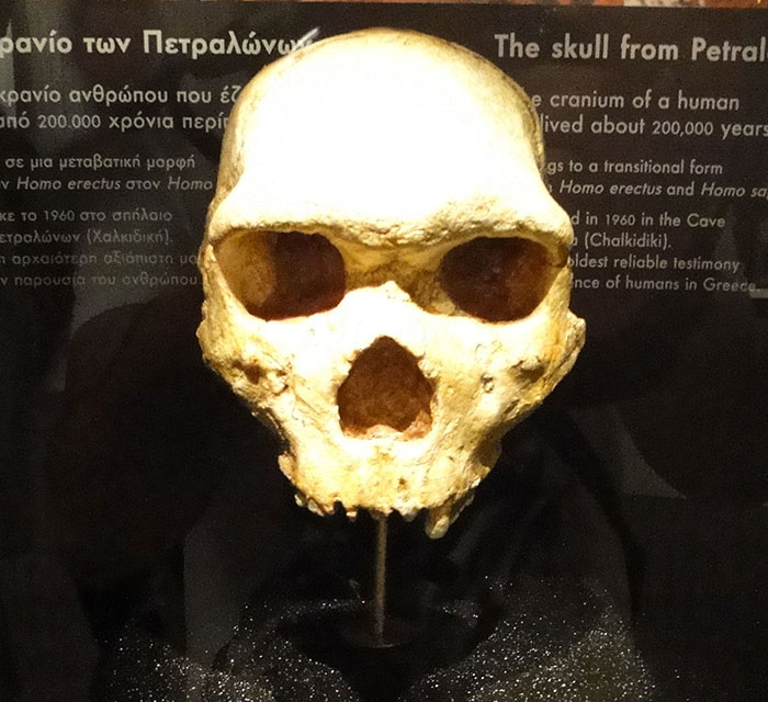 Skull of Petralona Man displayed in museum with text describing its discovery and significance in human evolution.