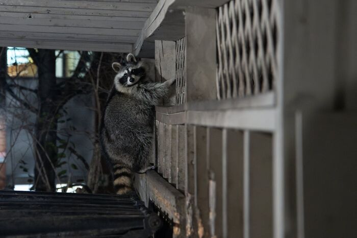 Raccoon climbing a balcony railing at night, creating a tense and unsettling home alone moment.