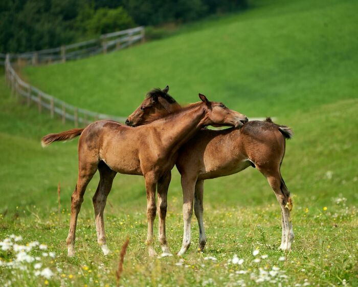 Two young horses nuzzling in a green meadow, illustrating rare disease encounters between doctors and patients.